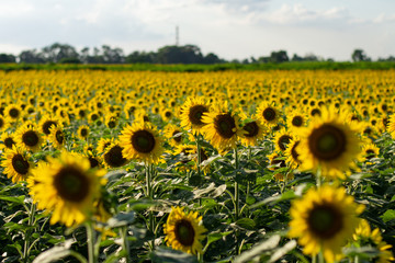 Sun Flowers on Sunset