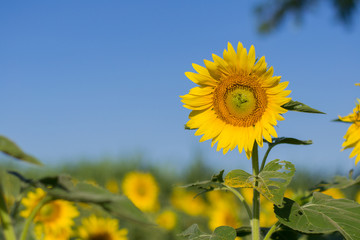 Sun Flowers on Bluesky