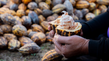 Close up farmer hand open cocoa fruit