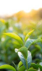 Beautiful green tea leaf in the plant at sunset