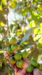 Farmer hand holding macadamia fruit 