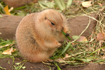 夢中で食べ続ける肥満気味のオグロプレーリードッグ
