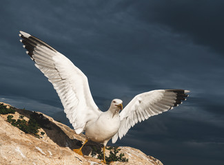 Seagull in wild nature! Möwe in der Natur! natürlich Umgebung am Meer! Auf Felsen wartend bereit zum Flug!