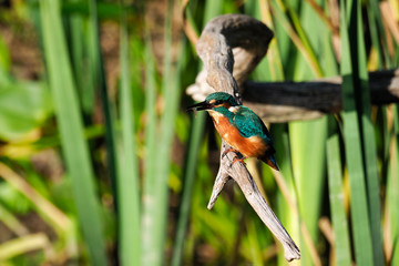 Eisvogel