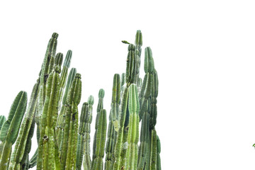 cactus plants isolated on white background
