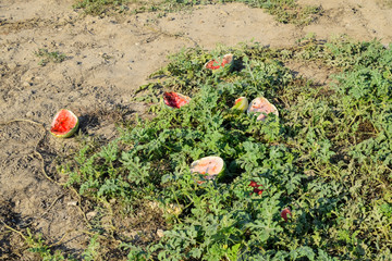 An abandoned field of watermelons and melons. Rotten watermelons