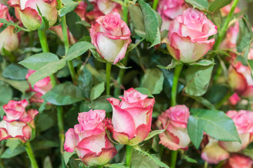 Delicate Fresh Pink Roses. pale pink shrub roses. Gentle background of pink roses