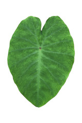 Fototapeta na wymiar Large heart shaped green leaves of Elephant ear or taro (Colocasia species) the tropical foliage plant isolated on white background, clipping path included,