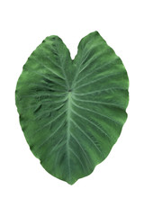 Obraz premium Large heart shaped green leaves of Elephant ear or taro (Colocasia species) the tropical foliage plant isolated on white background, clipping path included,