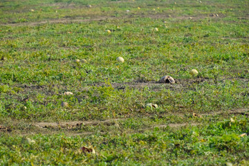 An abandoned field of watermelons and melons. Rotten watermelons