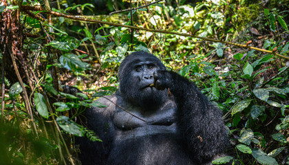 Mountain Silverback Gorilla in Bwindi Impenetrable National Park in Uganda.