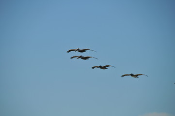 Fototapeta premium Pelican, Pelicans, Pelican Flight Formation