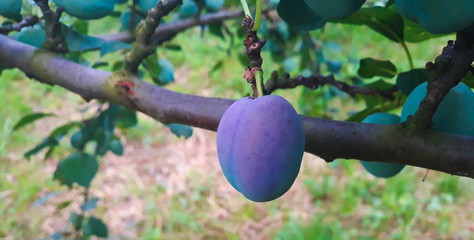 plums on a tree