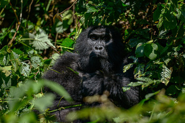 Mountain Silverback Gorilla in Bwindi Impenetrable National Park in Uganda.