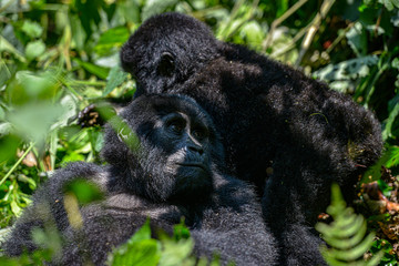 Obraz premium Mountain Silverback Gorilla in Bwindi Impenetrable National Park in Uganda.