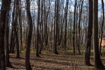 autumn walk in the woods