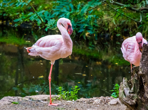 lesser flamingo standing on one leg at the water side, Near threatened bird specie from America