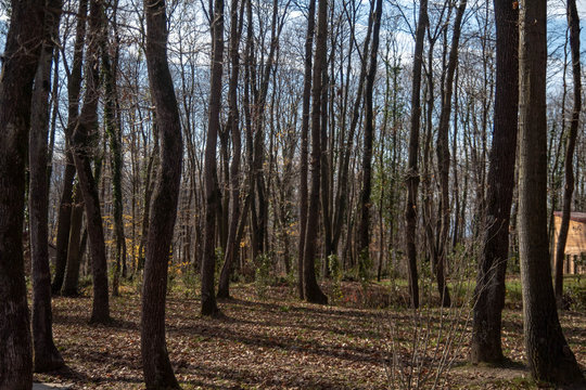 autumn walk in the woods