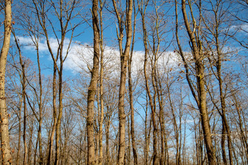autumn walk in the woods