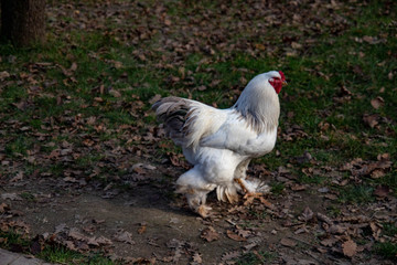 autumn walk in the woods