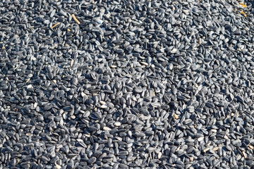 Background of sunflower seeds