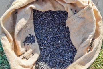 Bag of burlap and sunflower seeds