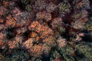 Fototapeta na wymiar Aerial image of a colorful forest after first frost / Luftaufnahme eines bunten Laubwaldes nach erstem Nachtfrost