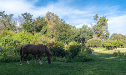 Wild horse on lovely farm in Argentina