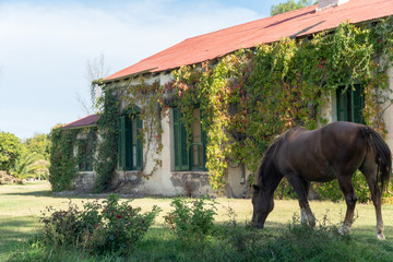 Horse Grazes in open field