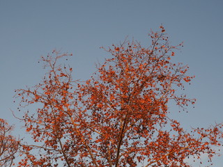flores naranjas con cielo azul