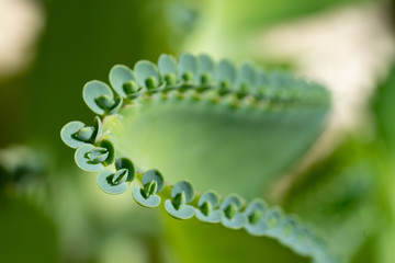 plante grasse cactus