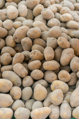 Fresh organic young potatoes. Pile of potatoes stored in cellar. Harvest potatoes lies in cellar. Agricultural products. Big heap of fruits of potatoes. vertical photo