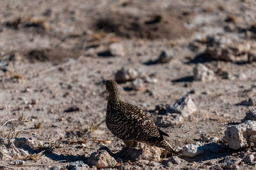 Closeup of a Crested Francolin - Dendroperdix sephaena- in Etosha National Park