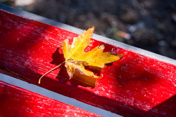 Red and yellow maple leaves after rain on red textured background with drops, copy space.