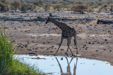 Backlit image of one Angolan Giraffe - Giraffa giraffa angolensis- is drinking from a waterhole in Etosha National Park. Giraffes are the most vulnerable when drinking.