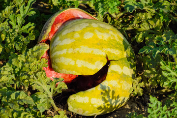 Chopped old rotten watermelon. An abandoned field of watermelons and melons. Rotten watermelons. Remains of the harvest of melons. Rotting vegetables on the field.