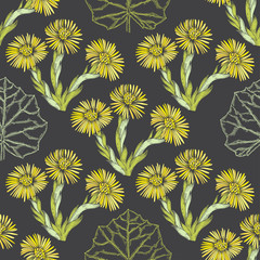 Coltsfoot. Seamless pattern with hand-drawn flowers on black background. Vector illustration.