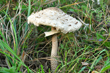 Edible parasol mushroom grows in the grass close up 