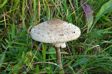 Edible parasol mushroom grows in the grass close up 