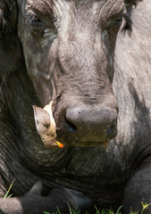 Fototapeta premium A red-billed Oxpecker cleaning ticks from buffalo body in the plains of Masai Mara National Reserve during a wildlife safari