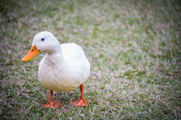 close up of white duck