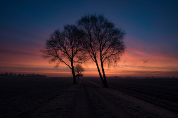 Fototapeta na wymiar tree in sunrise