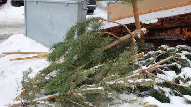 Christmas tree laying on the streen near trash can after new year holidays. Recycling of evergreen tree. Deforestation concept