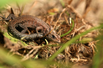 Closeup portrait of a small lizard in summer.