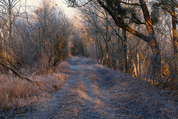 Fototapeta na wymiar Weg im Auenwald kurz nach Sonnenaufgang mit winterlichem Rauf und zartem Sonnenlicht in orange-blauen Farbtönen