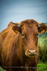 cow on a field in the mountains