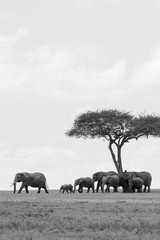 A family of elephants grazing near a lone acacia tree in the plains of Africa inside Masai Mara National Reserve during a wildlife safari