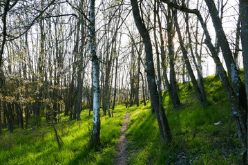 Obraz premium path in the forest