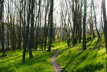 path in the forest