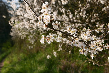 blooming tree in spring